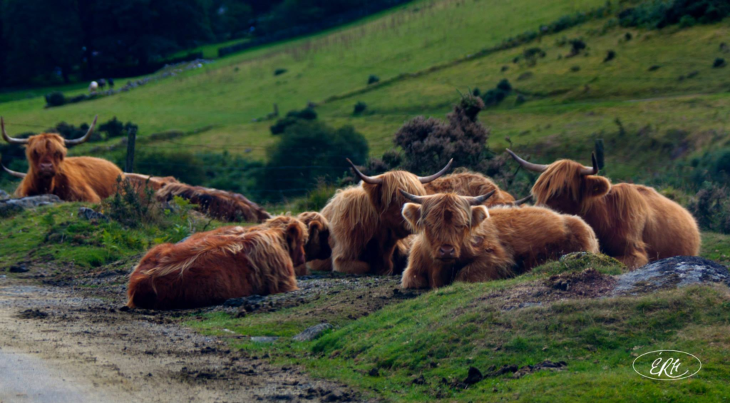 The Highland Coos of the Dartmoor, Devon, England, UK, © Élise R. Hendrick. All Rights Reserved.
